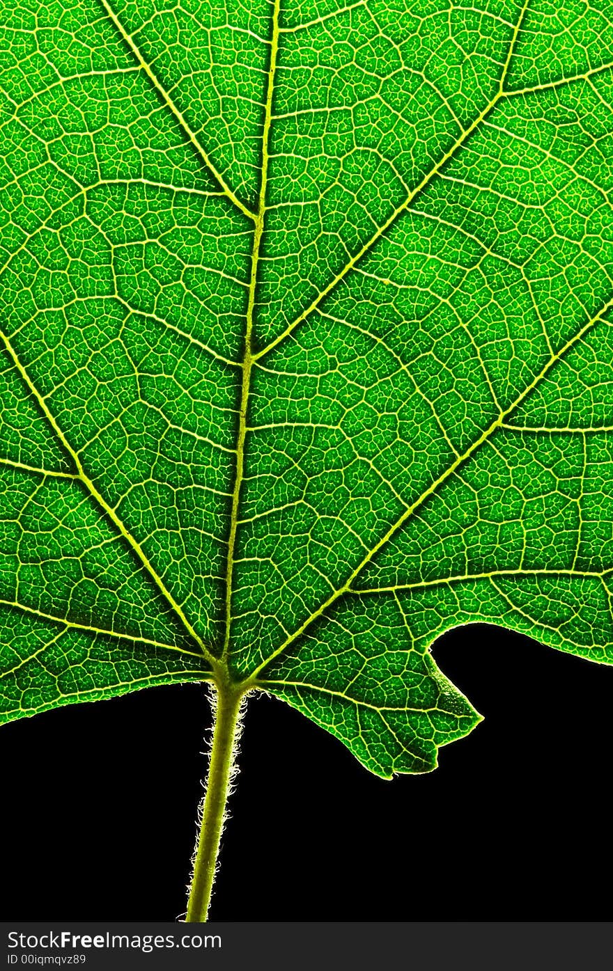 A close up shot of a green leaf's bottom. A close up shot of a green leaf's bottom.