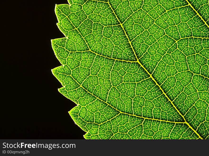 A close up shot of a green leaf edge.