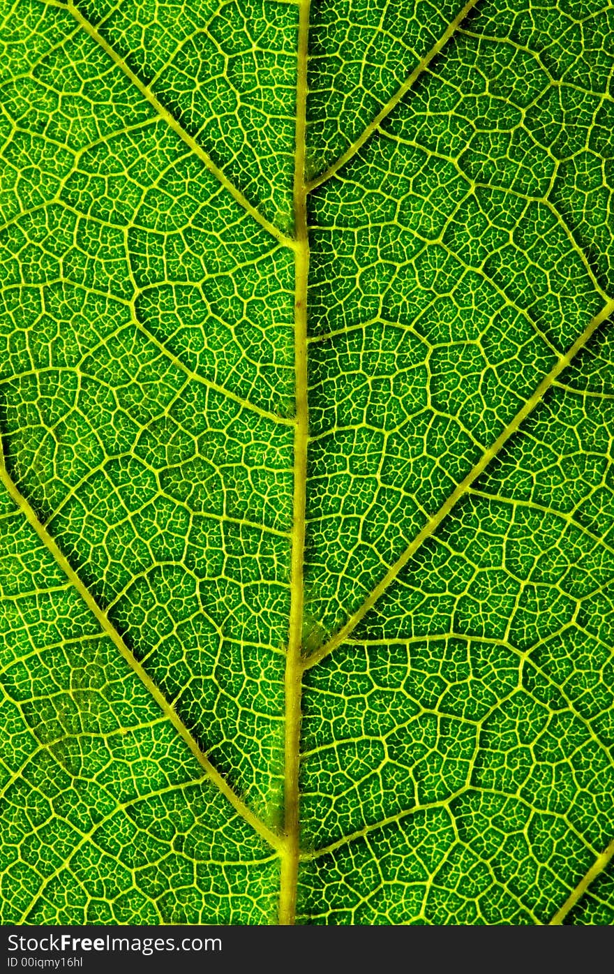 A close up look of a green leaf texture. A close up look of a green leaf texture.