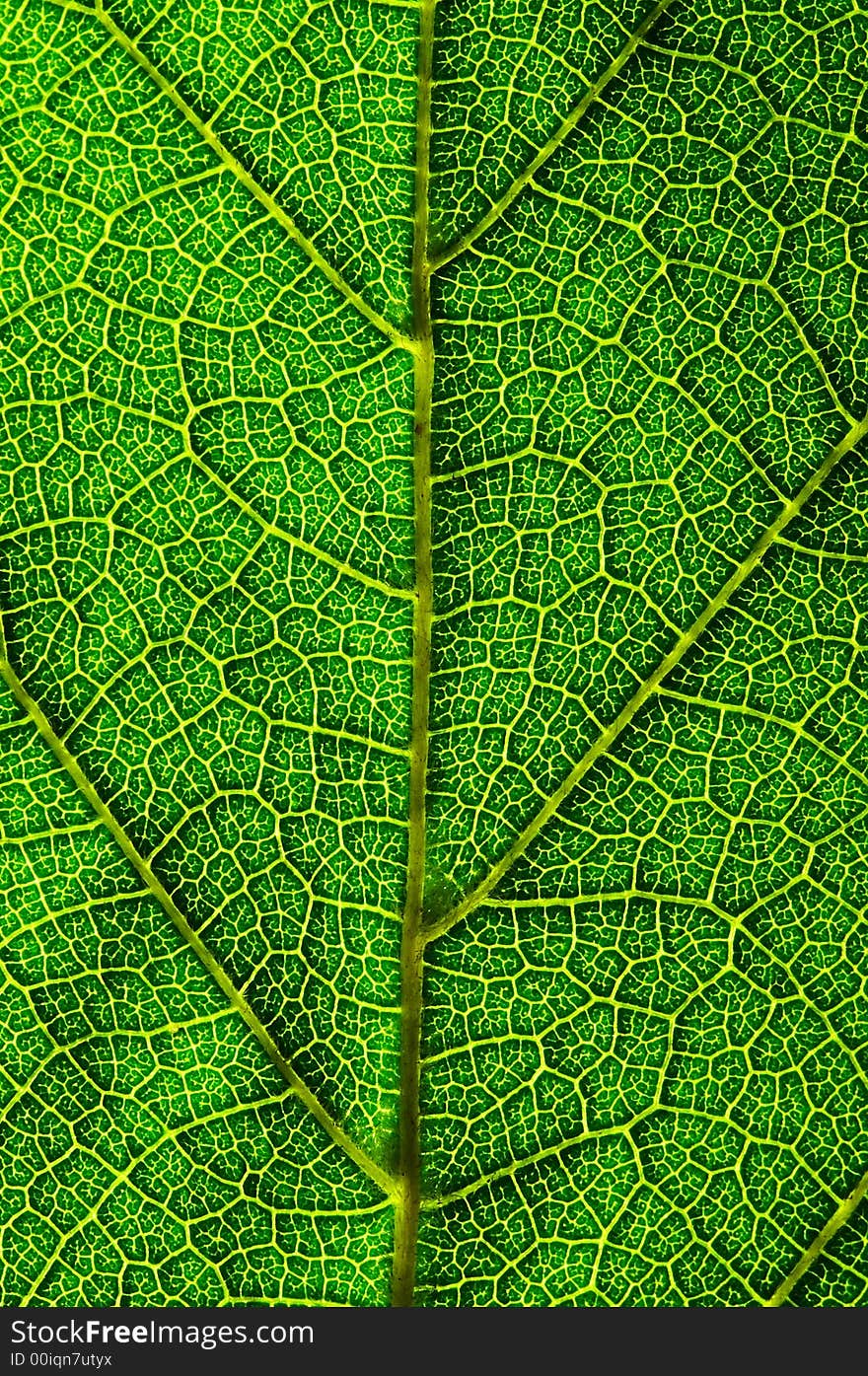 A close up look of a green leaf texture. A close up look of a green leaf texture.