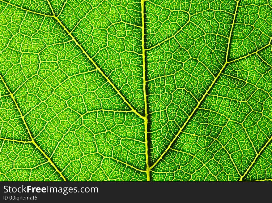 A close up look of a green leaf texture. A close up look of a green leaf texture.