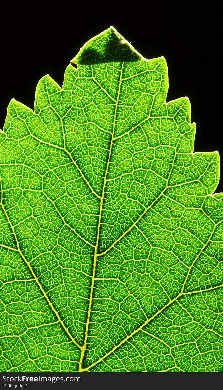 A close up look of a green leaf texture and its top. A close up look of a green leaf texture and its top.