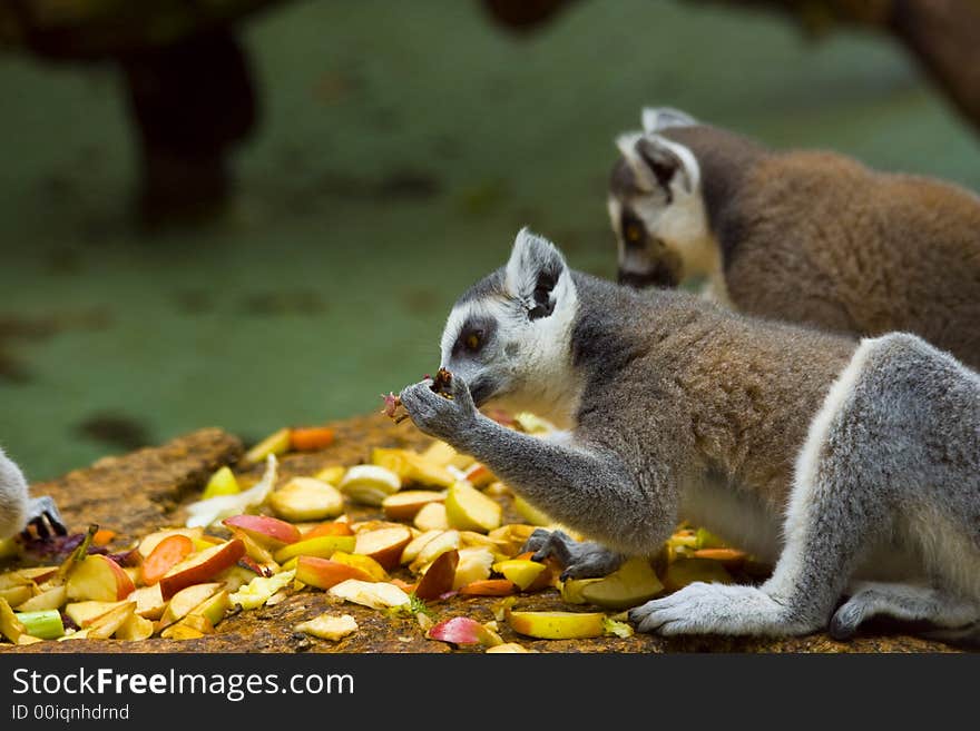 Lemurs