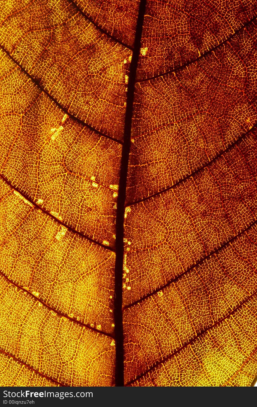 A close-up look of a red leaf texture