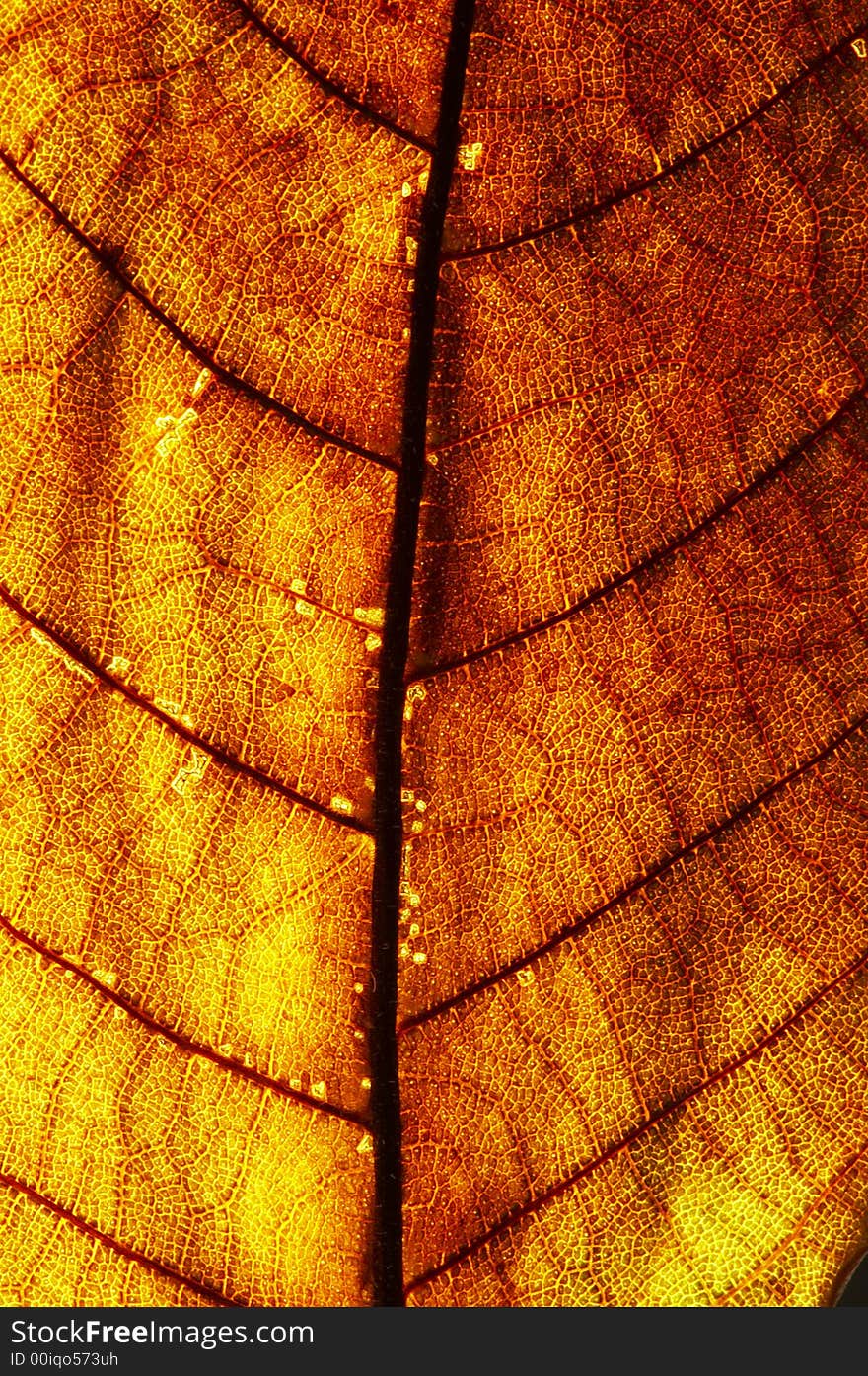 A close-up look of a red leaf texture