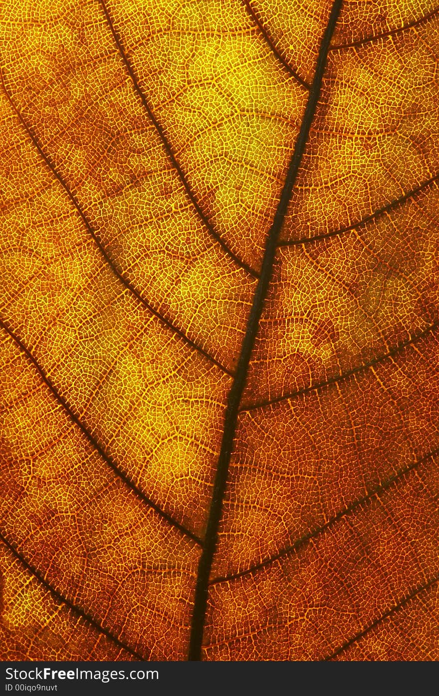 A close-up look of a red leaf texture