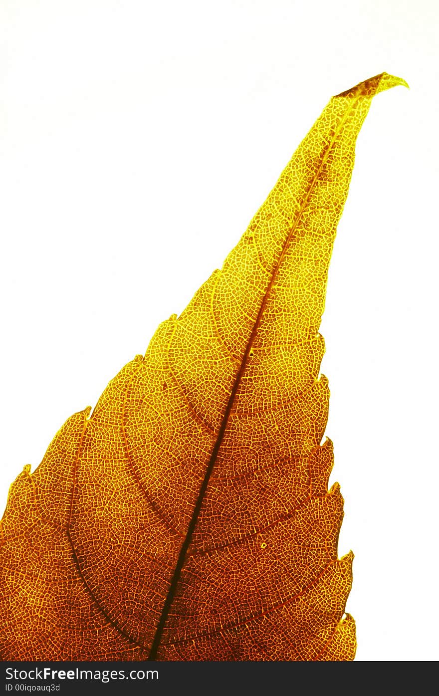 A back-lit red leaf on white background. A back-lit red leaf on white background.