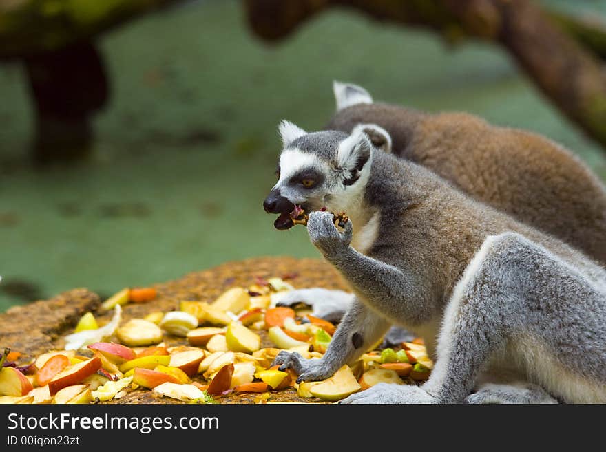 Lemurs