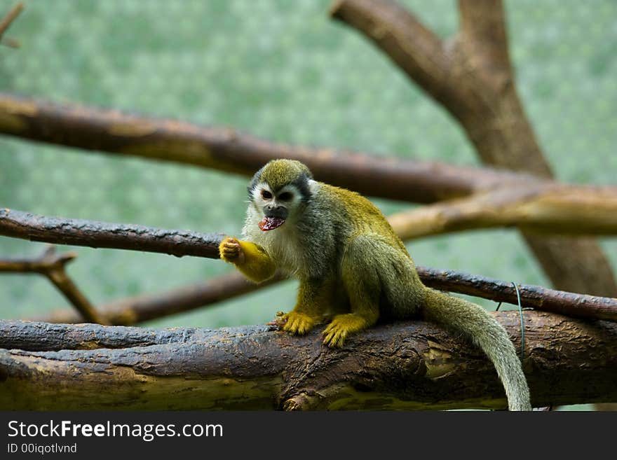 Squirrel monkeys