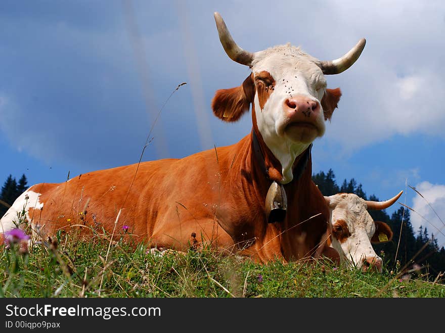 Cow is whispering to another cow