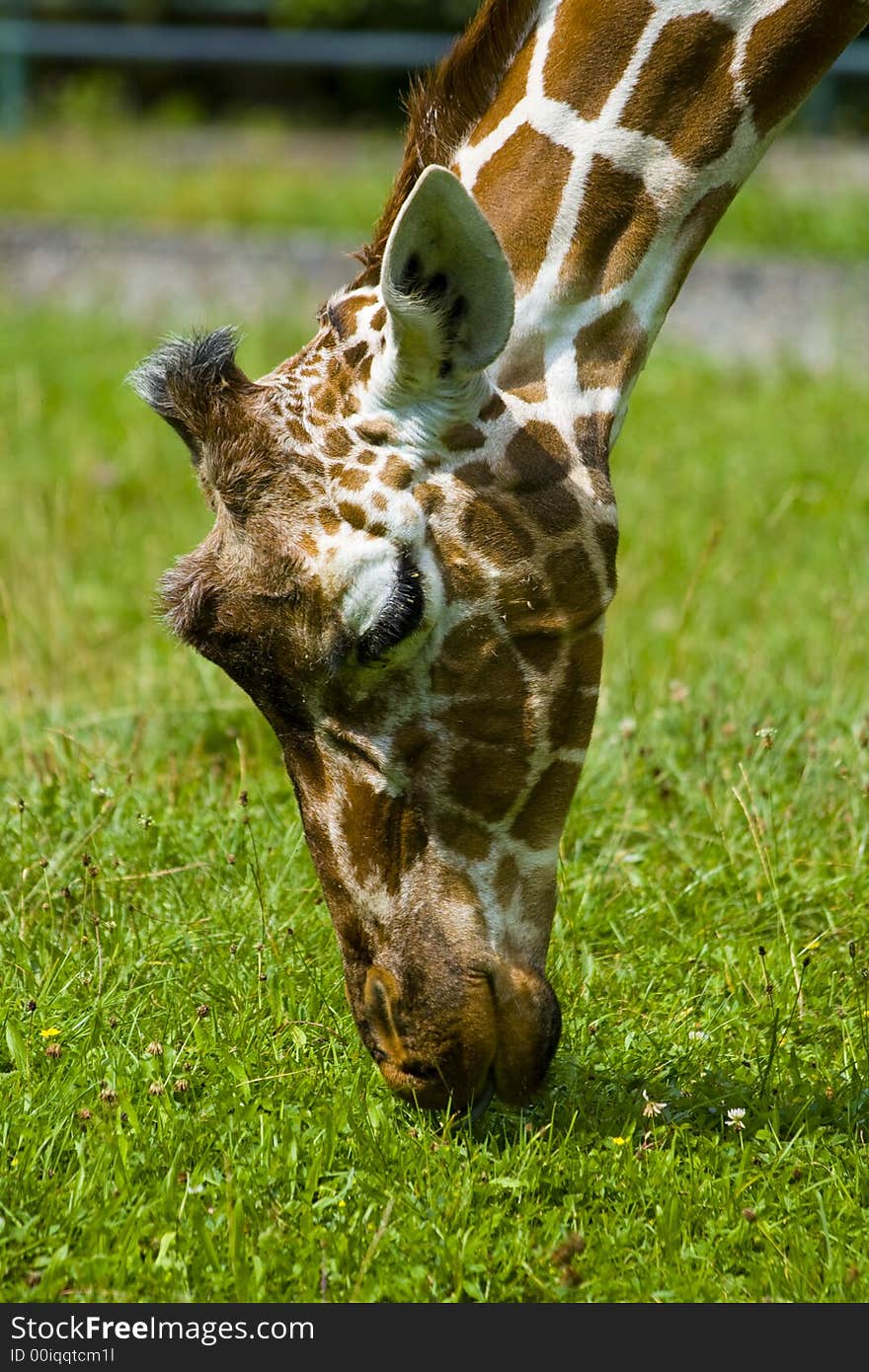 Closeup of a giraffe in a zoo