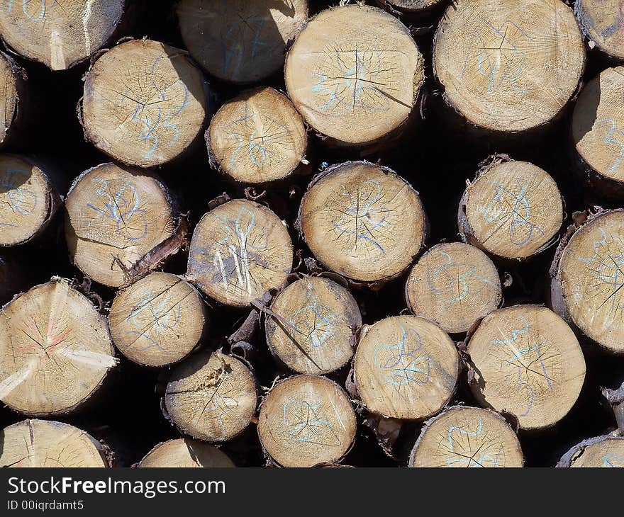 Heap of big pine logs