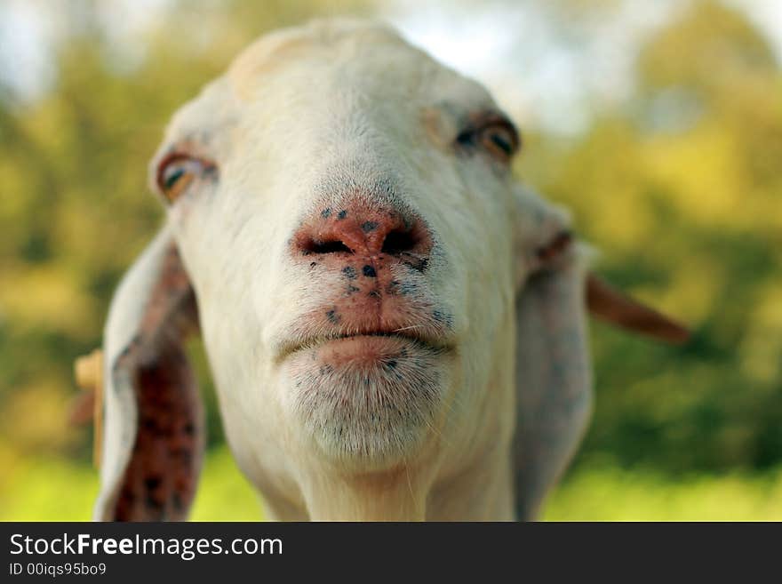 Nosey Boer goat checking out the camera