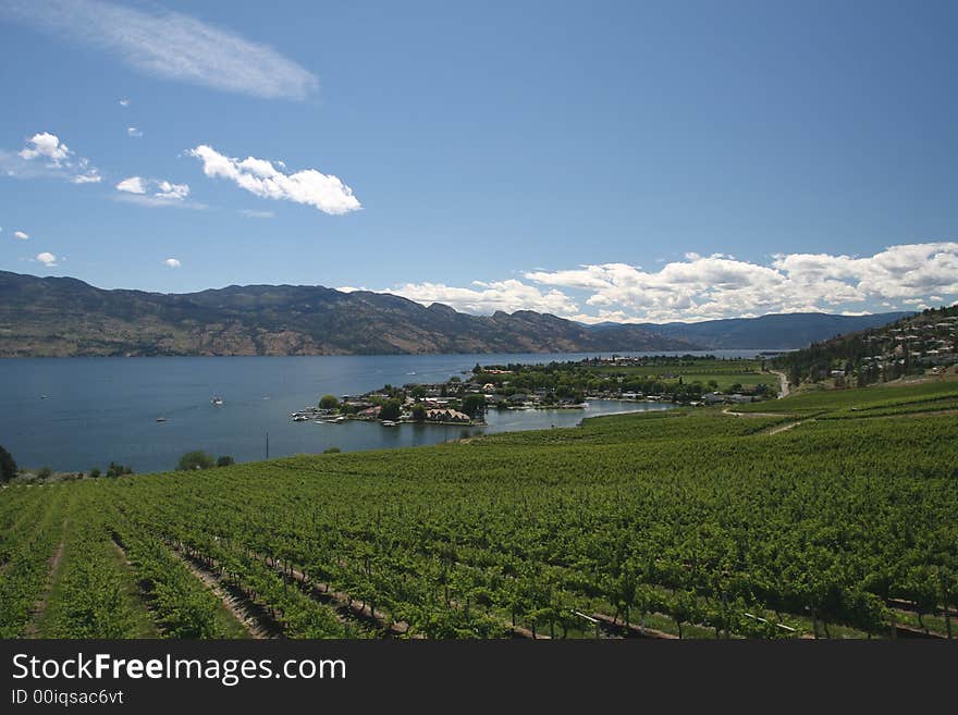 Vines growing on the slopes of a lake. Vines growing on the slopes of a lake.