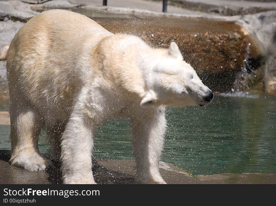 Polar bear shake