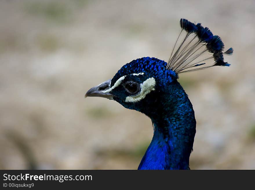 A peacock with a beautiful plumage