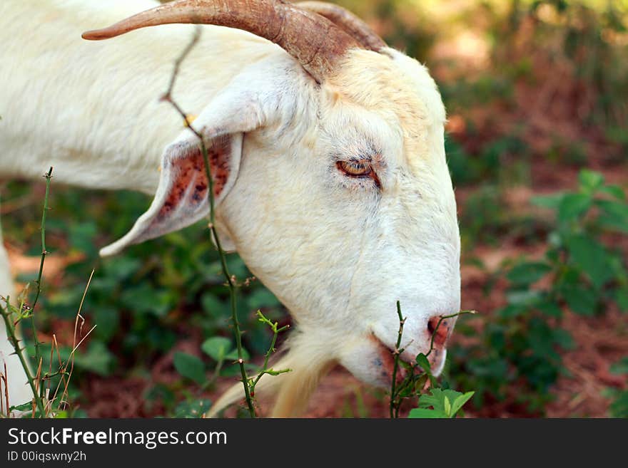 Nice view of a white boer goat eating weeds.