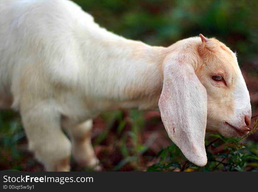 Young Boer goat eating on some weeds. Young Boer goat eating on some weeds.