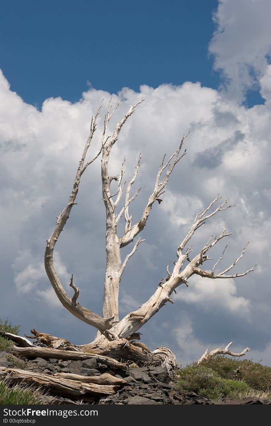 A dead tree at 8,000 feet in elevation with a cloudy sky background. A dead tree at 8,000 feet in elevation with a cloudy sky background