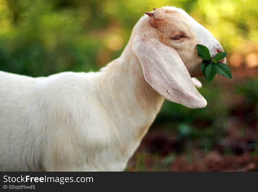 Young Boer goat eating some weeds. Young Boer goat eating some weeds.