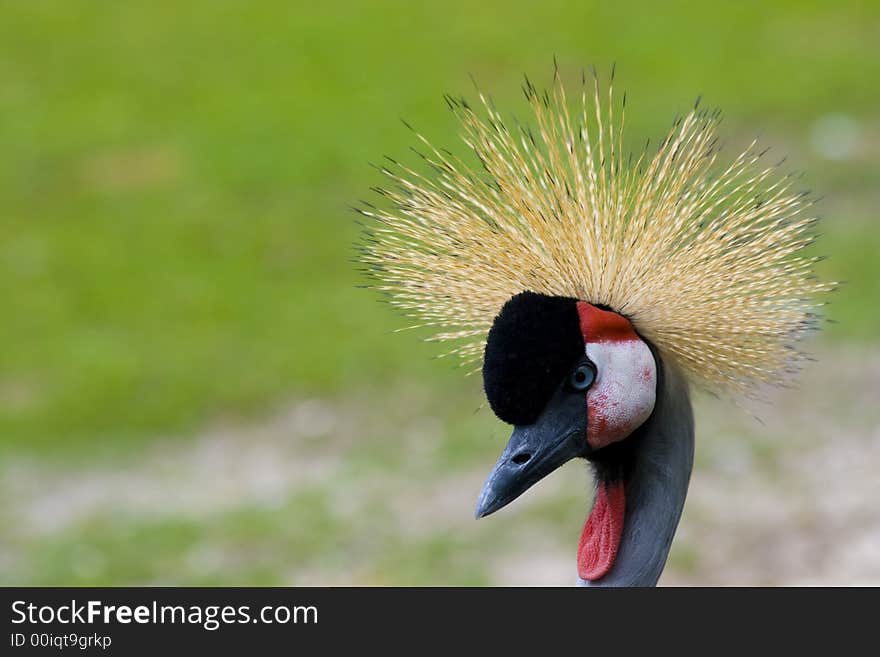 A peacock with a beautiful plumage