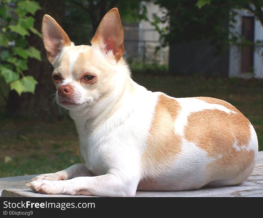 Chihuahua lying on a table in the sun.