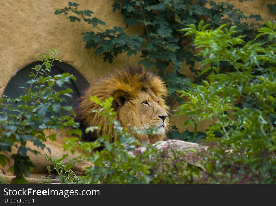 Lion - the king of the animals. Lion - the king of the animals