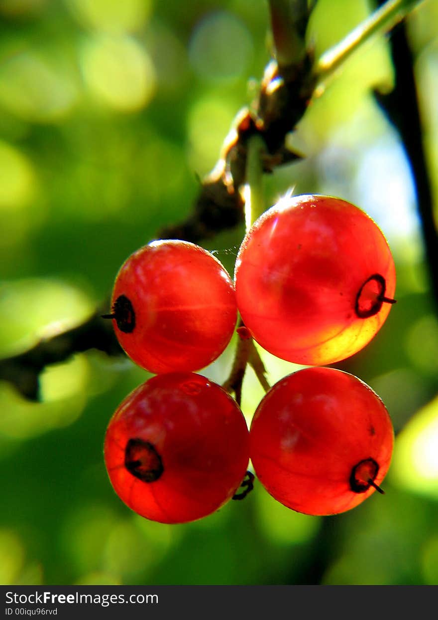 Baccas of a red currant.