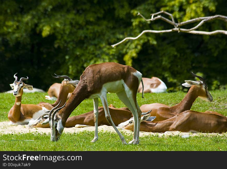 Cute does feeding on grass. Cute does feeding on grass