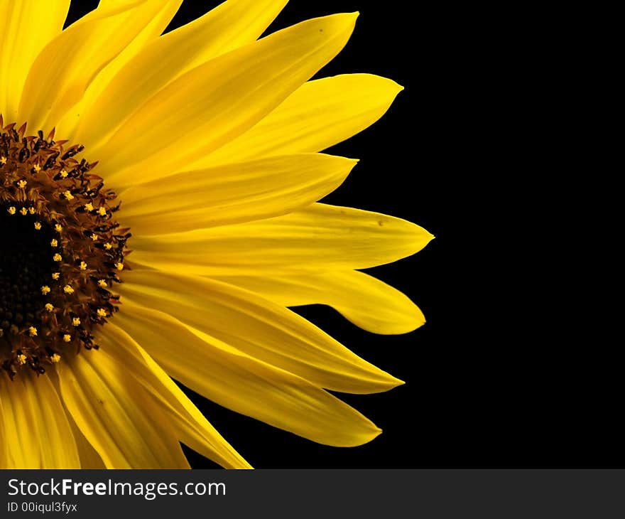 Sunflower Macro