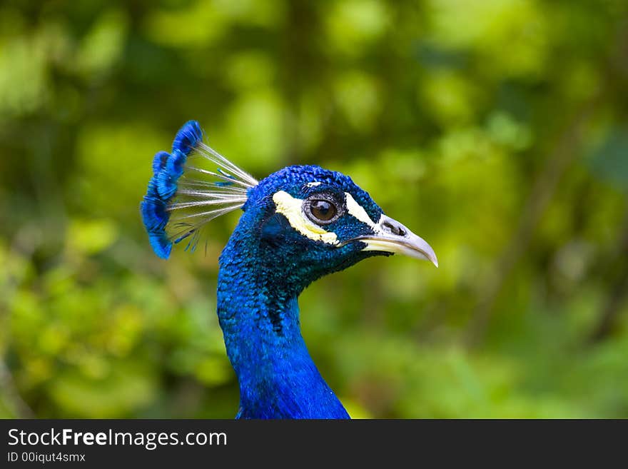 A peacock with a beautiful plumage