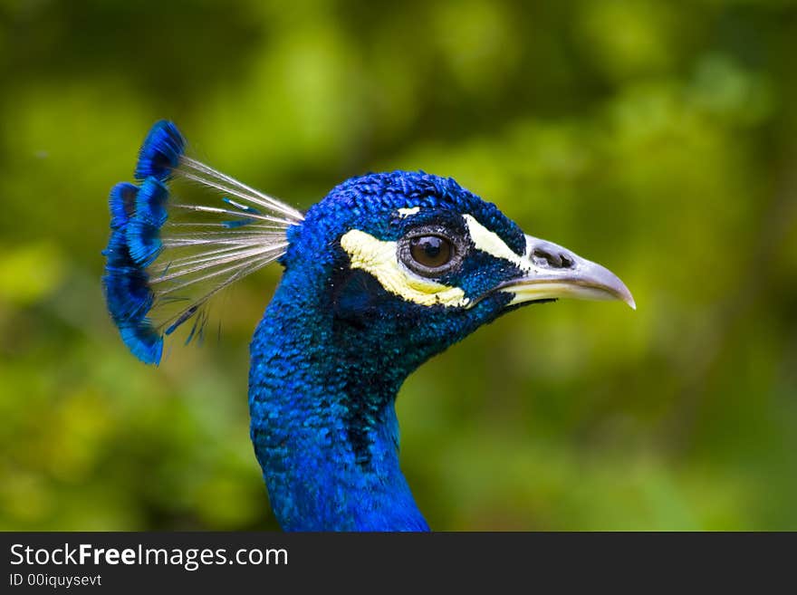 A peacock with a beautiful plumage