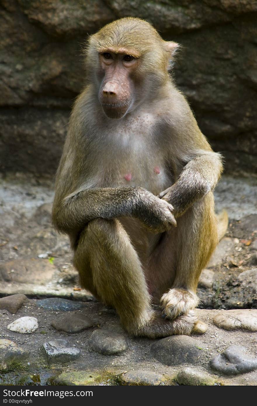 Baboons sitting on rocks in the zoo