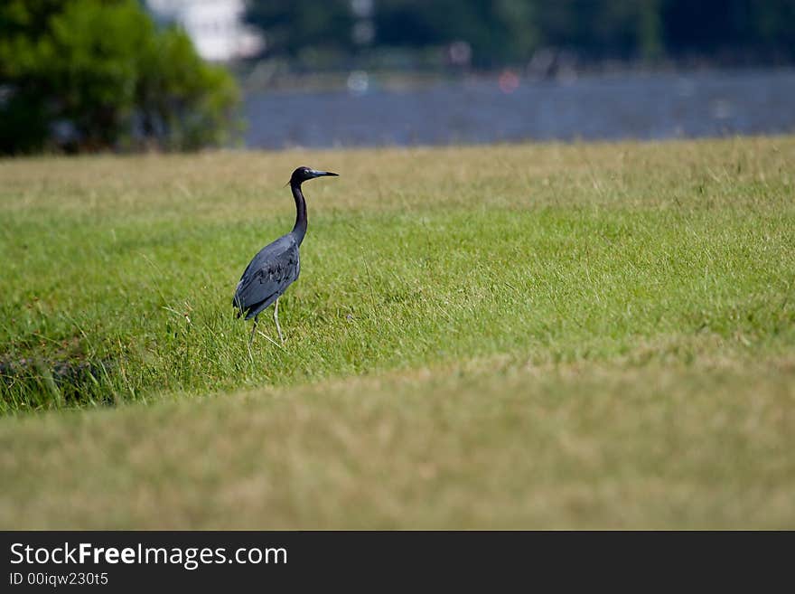 Walking Egret