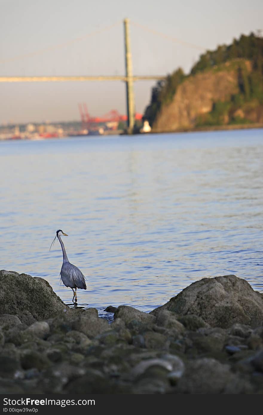 Blue heron with bridge in the background. Blue heron with bridge in the background