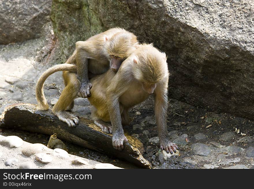 Baboons sitting on rocks in the zoo