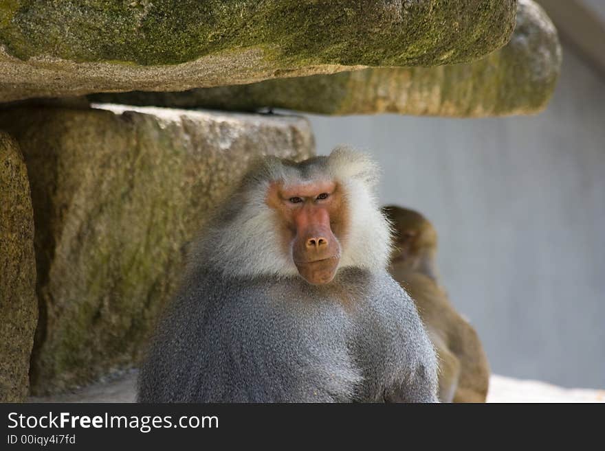 Baboons sitting on rocks in the zoo