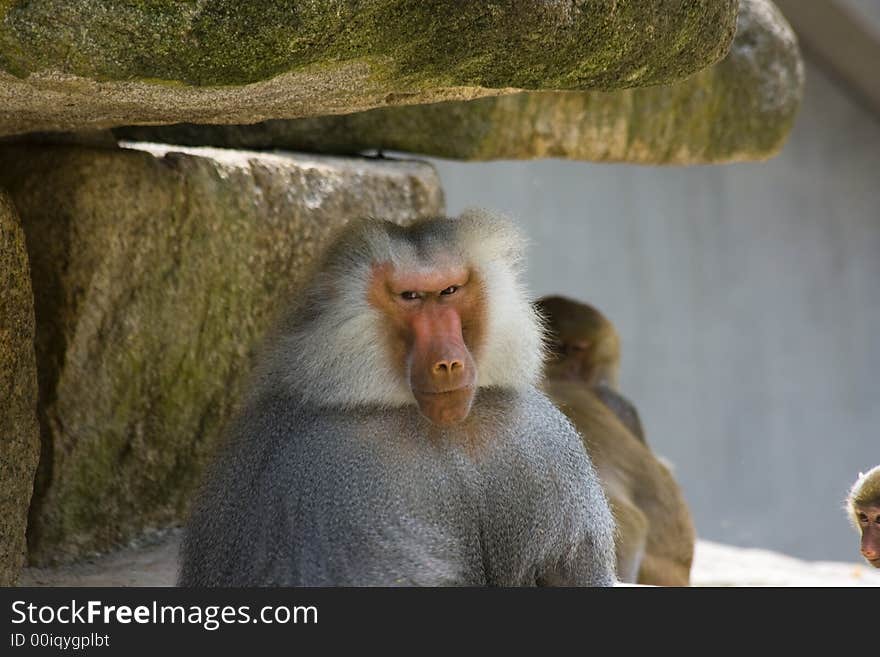 Baboons sitting on rocks in the zoo