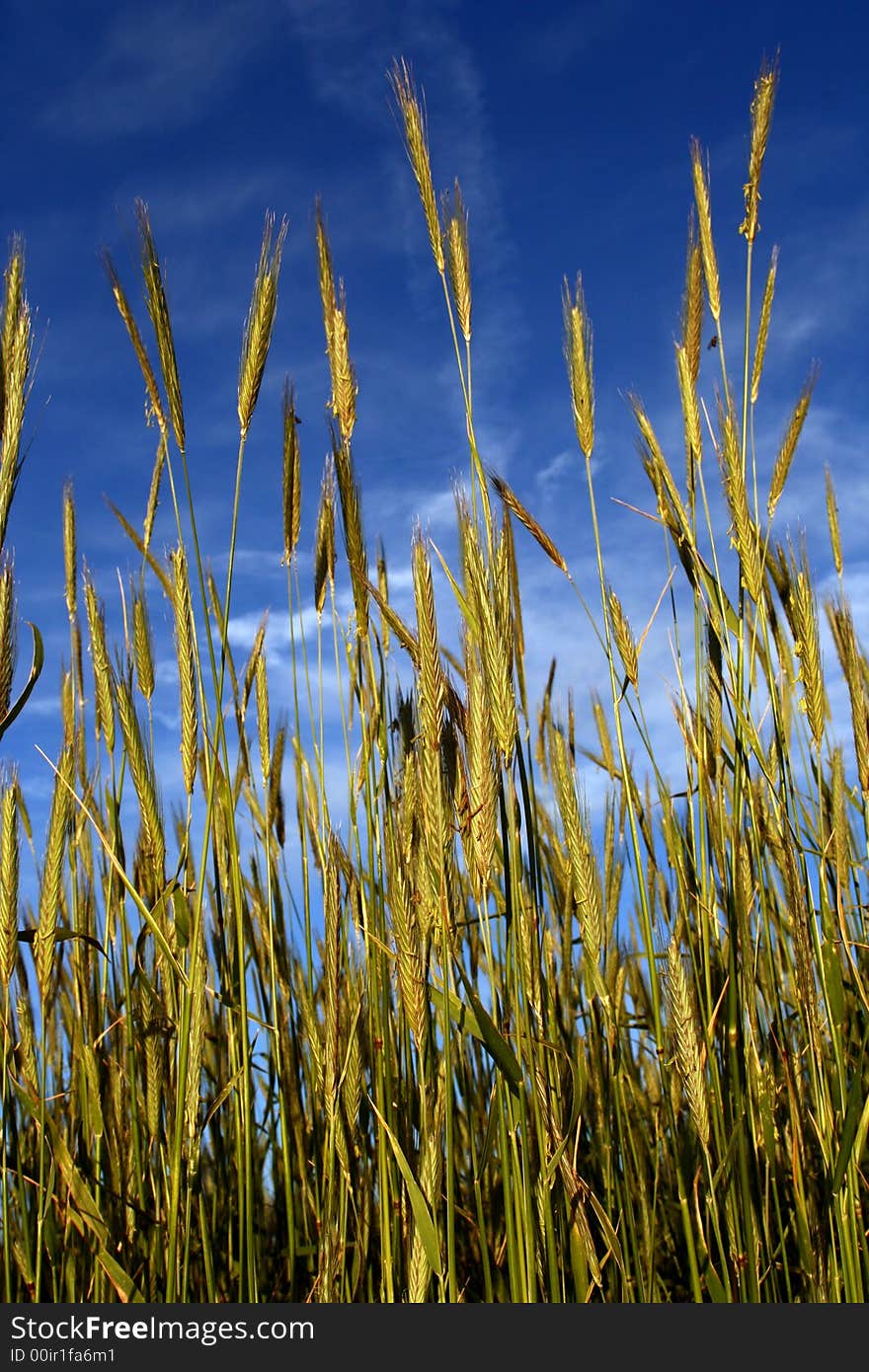 Field with wheat on a background of the sky with clouds