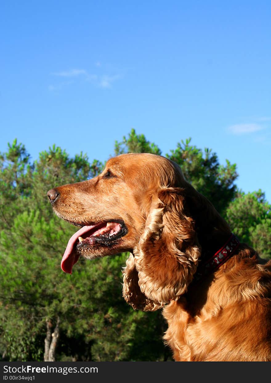 The great Cooker Spaniel, Cartucho. The great Cooker Spaniel, Cartucho