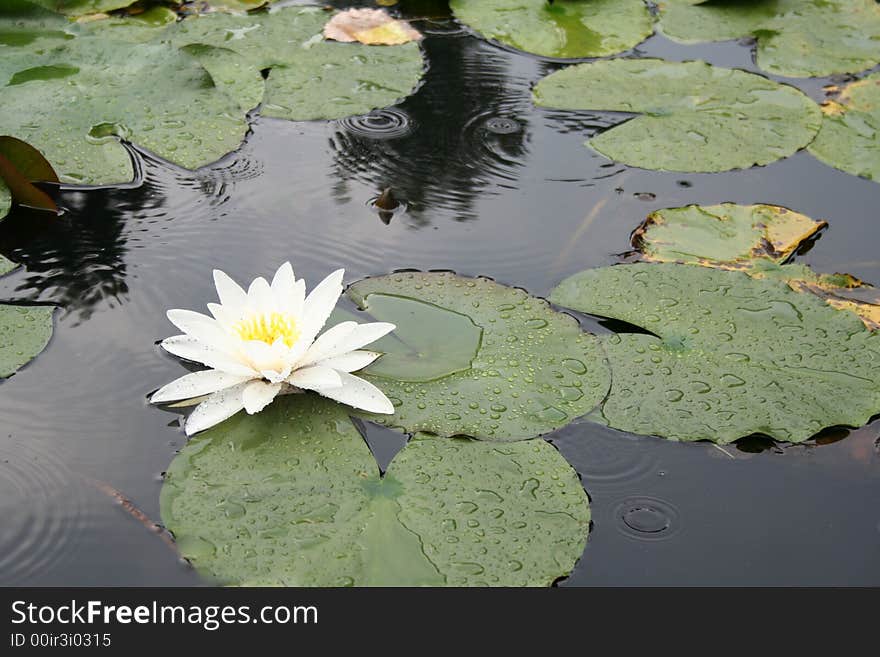 Water-lily