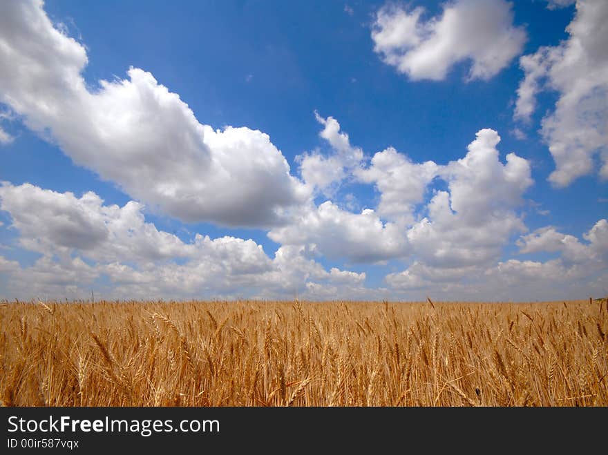 Landscape  field and clouds, day