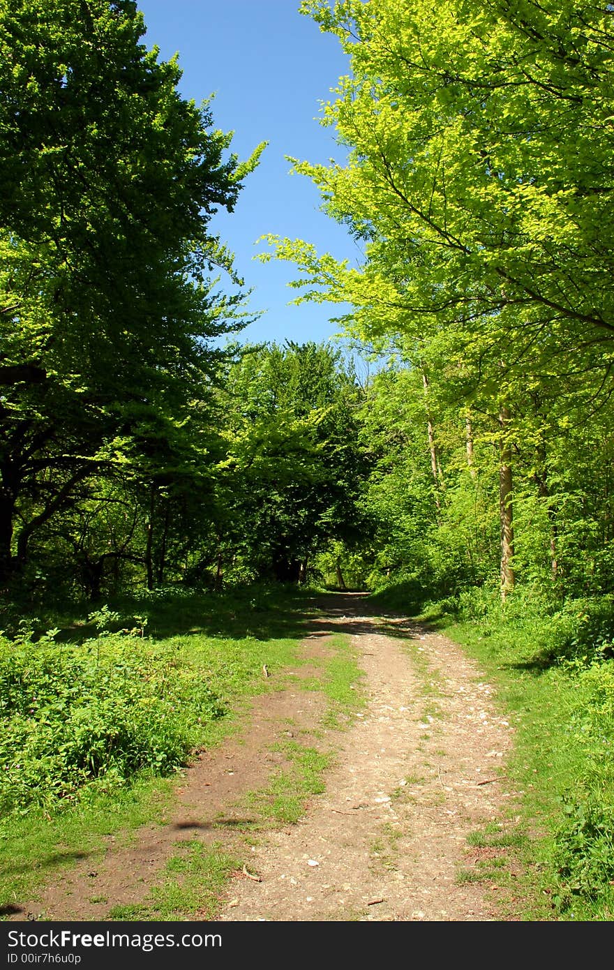 Chiltern beech woodlands framing a Buckinghamshire footpath. Chiltern beech woodlands framing a Buckinghamshire footpath