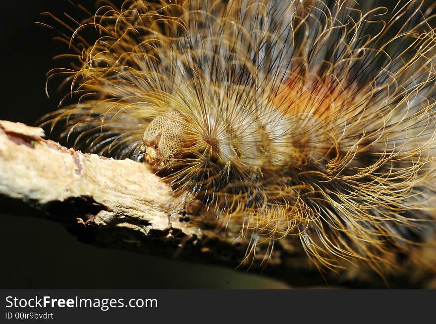 A hairy caterpillar on a dry wood stick