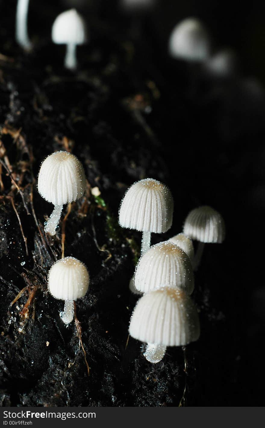 Tiny white mushrooms on a rotten wood log