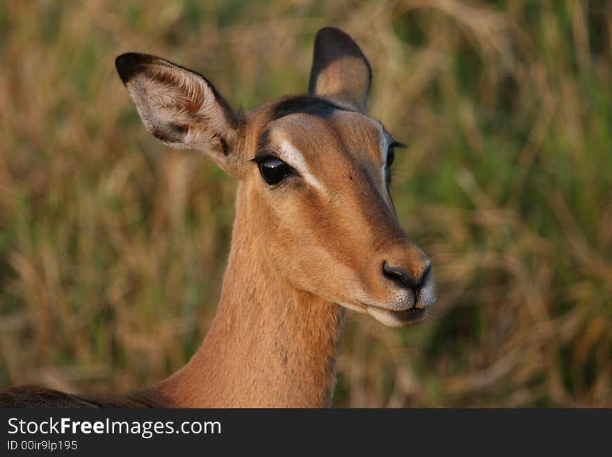 Female impala head