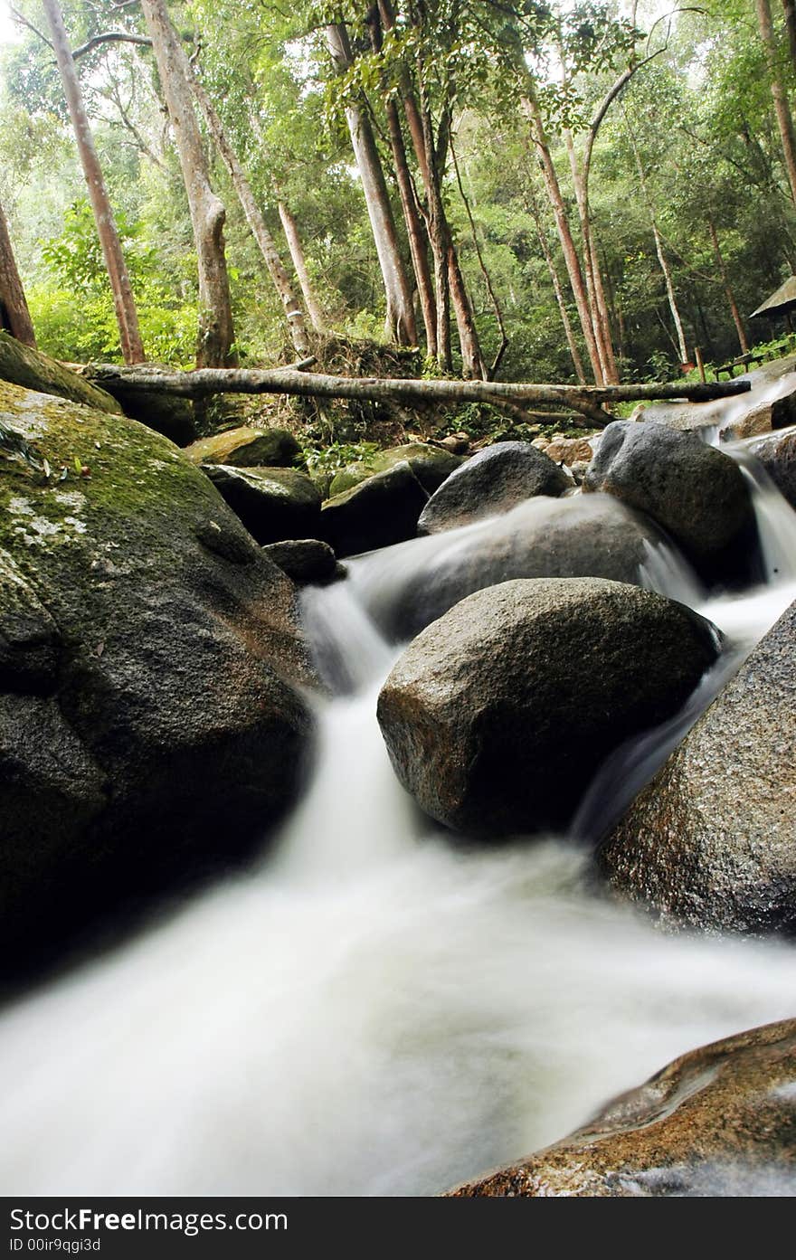 Rain forest with small water fall or stream