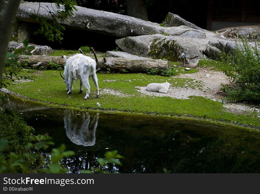 Photo of a mountain Goat with baby