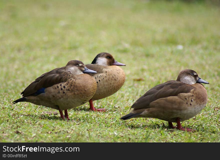 A resting time for a group of wild duck