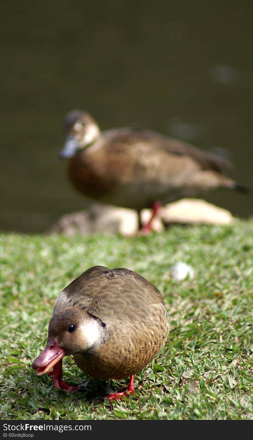 A wild duck is reacting and trying to protect his teritory. A wild duck is reacting and trying to protect his teritory